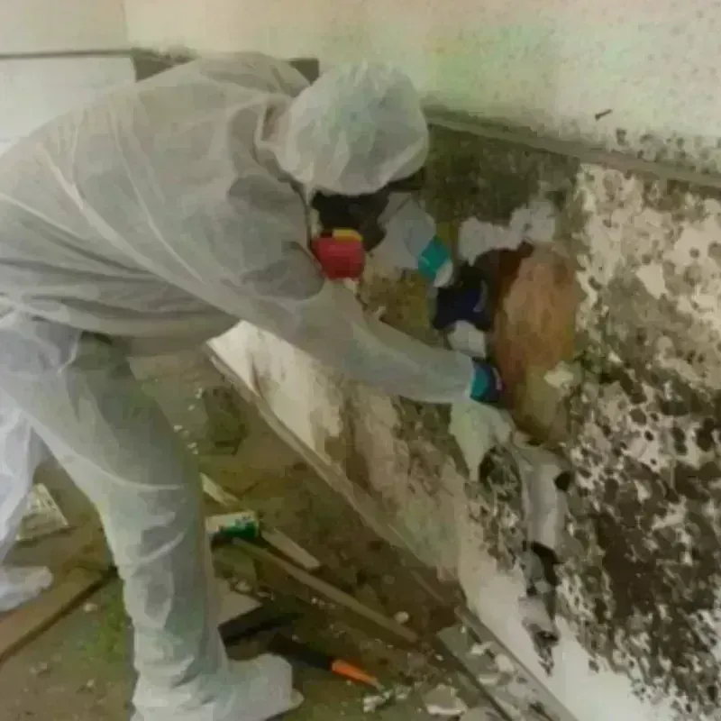 Mold Remediation and Removal in Nederland, TX